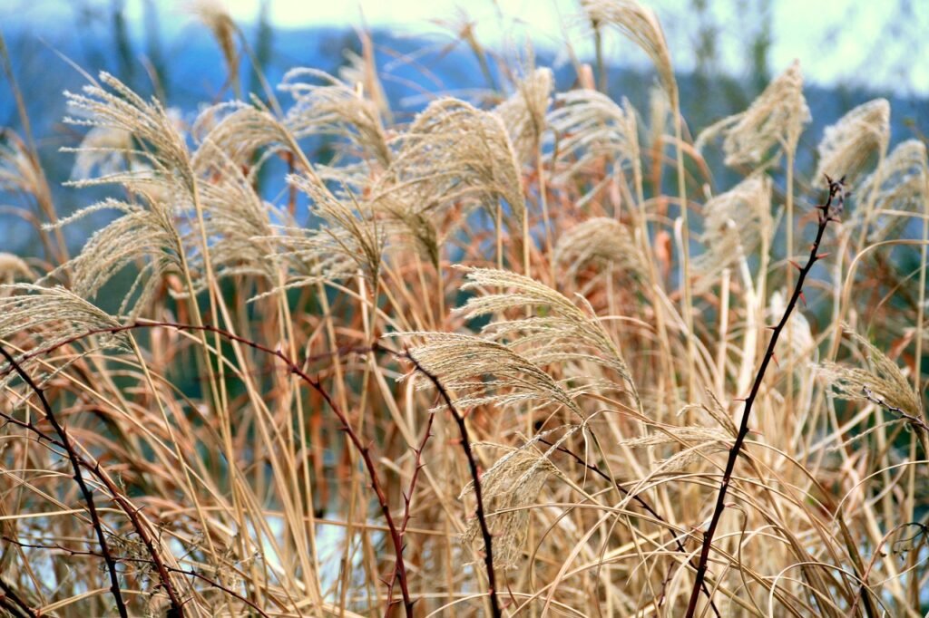 stanley park, vancouver, canada-2791216.jpg